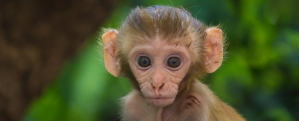 rhesus monkey