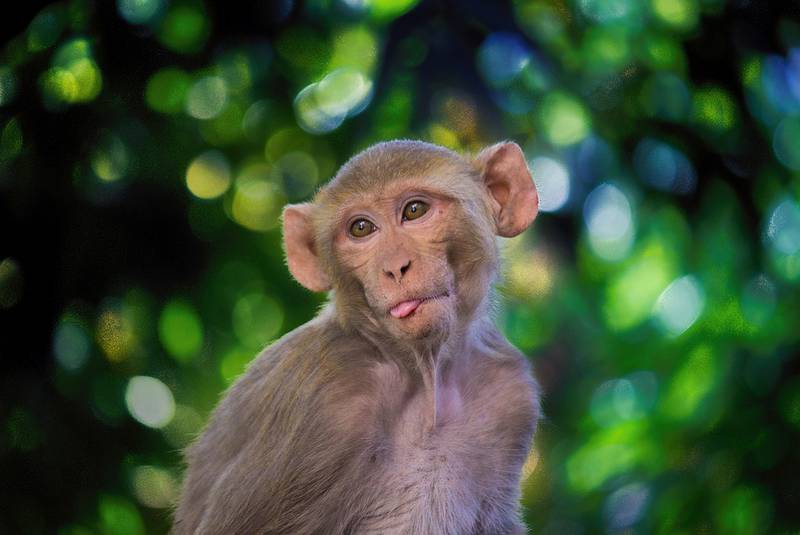 monkey sticking tongue out